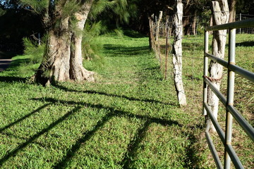Pasture fence, fence posts, and trees  with their shadows