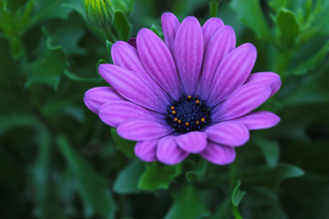 flowers in the garden 