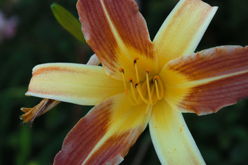 flowers in the garden 