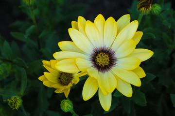 flowers in the garden 