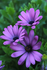 Obraz premium flowers in the garden 