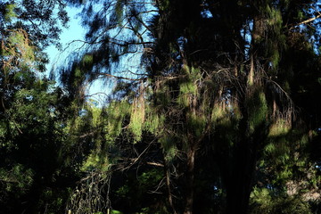 Canopy with sunlit trees and sky