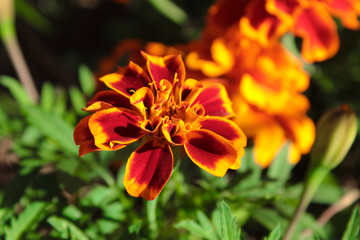flowers in the garden 