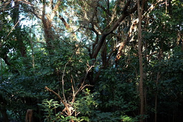 thick tropical foliage with trees with sky