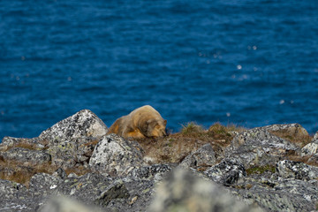 Portrait animal. Blue background. Safari animal. North sea. North pole. Northern animals.