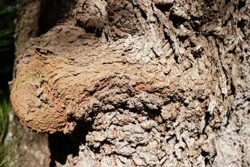 Rough mossy tree bark close-up