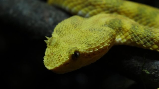 Yellow Eyelash Viper in Ecuador