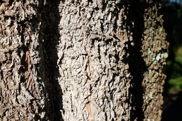 Rough mossy tree bark close-up