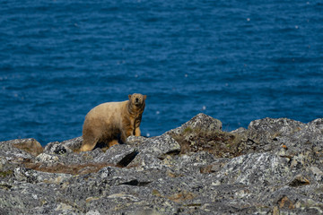 Portrait animal. Blue background. Safari animal. North sea. North pole. Northern animals.