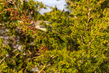 Cedar Waxwing Eating