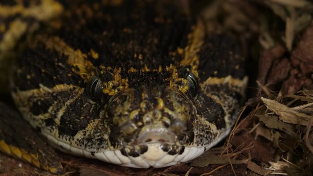 Fer De Lance Viper Snake