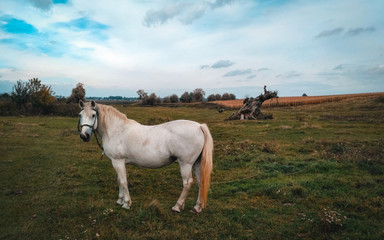 beautiful horse eats grass on nature