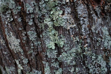 Rough mossy tree bark close-up