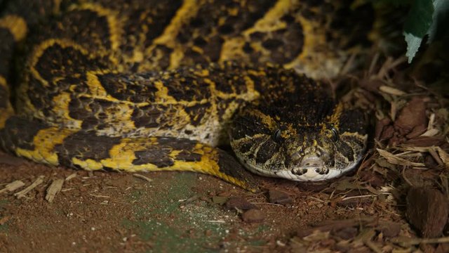 Fer De Lance Viper Snake