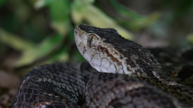 Fer De Lance Viper Snake