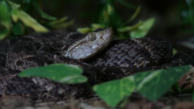 Fer De Lance Viper Snake