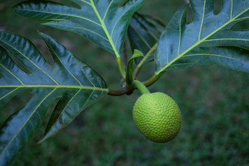 green ulu breadfruit on tree with leaves