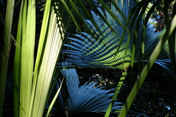 palm fronds bright shaded and silouetted