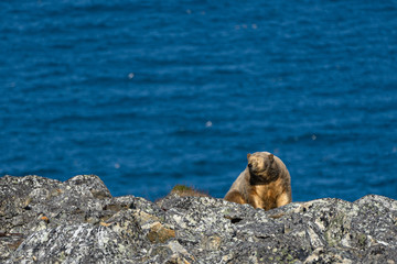 Portrait animal. Blue background. Safari animal. North sea. North pole. Northern animals.