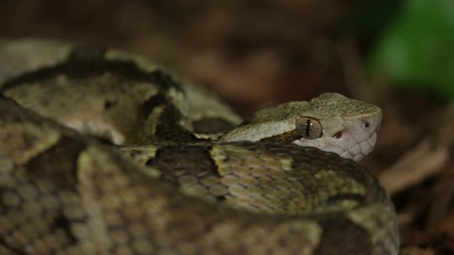 Fer De Lance Viper Snake