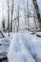 Fototapeta premium Spuren im Schnee