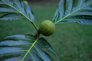 green ulu breadfruit on tree with leaves