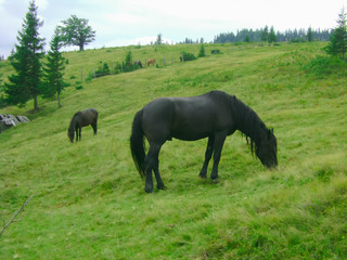 beautiful horse eats grass on nature