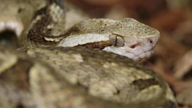 Fer De Lance Viper Snake