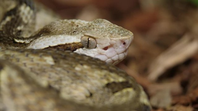 Fer De Lance Viper Snake