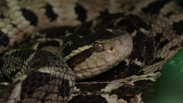 Fer De Lance Viper Snake