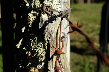 Barbed wire on post in pasture