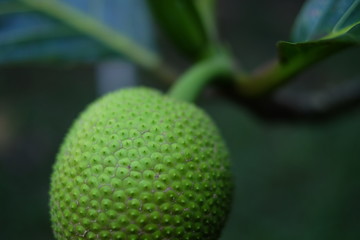 green ulu breadfruit on tree with leaves