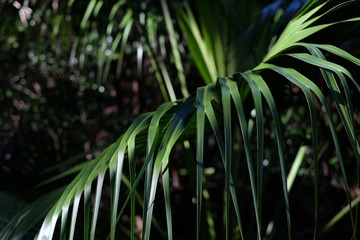 Fototapeta na wymiar palm fronds bright shaded and silouetted