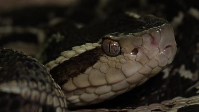 Fer De Lance Viper Snake