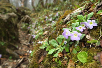 flowers in the forest