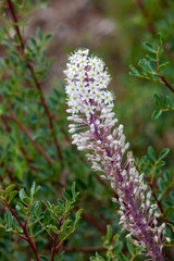 landscape, vacation, excursion, Greece, Crete, Bali, Rethymnon