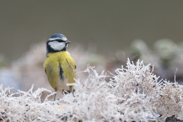 mésange bleu