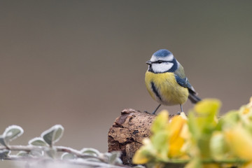 mésange bleu