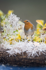 rouge gorge