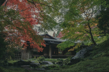 京都　お寺　寺　紅葉　光明寺　寺社仏閣　写真素材　