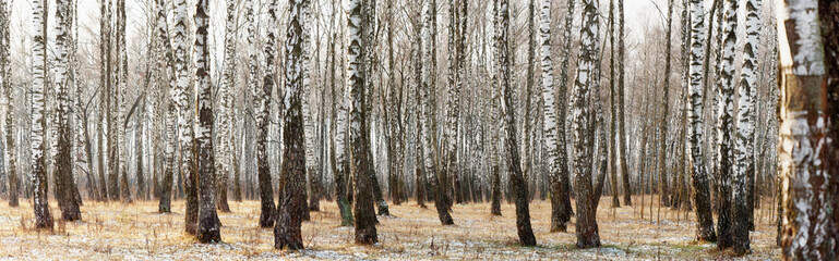 Panorama van een berkenbos in de winter. slanke witte bomen