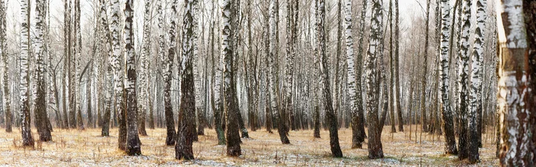 Foto op Plexiglas Berkenbos Panorama van een berkenbos in de winter. slanke witte bomen