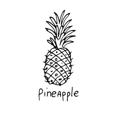 A pineapple. Icon food image. Doodle drawing, simple hand drawn illustration on white backgroung. Design for coloring book page
