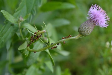 insect on a flower