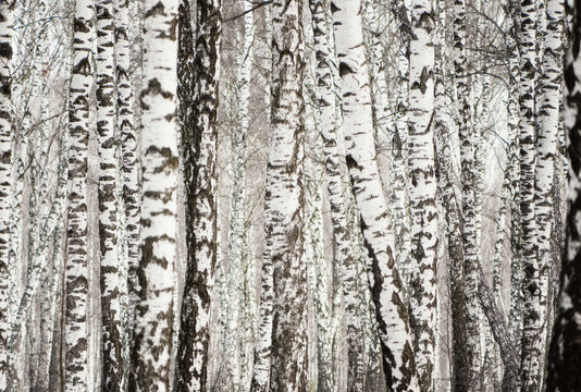 Panorama of a birch grove in winter. slender white trees