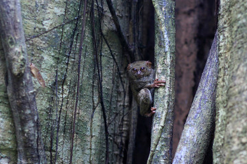 Tarsius Spectrum is eyeing food from the locust group. Endemic animals in Wallacea is the smallest primate in the world