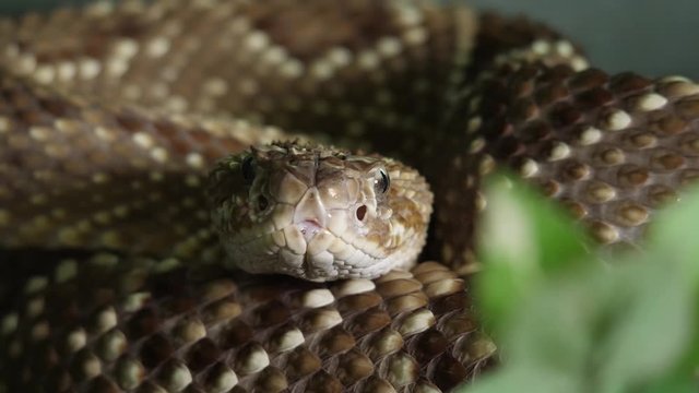 Tropical Rattlesnake Ecuador South America