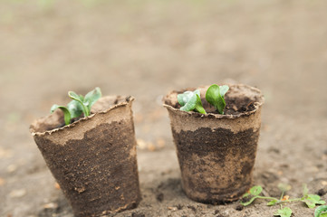 Seedlings in peat pots. The processes of young plants on the background of the earth close-up and copy space.