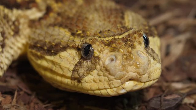 Tanzanian Puff Adder Snake