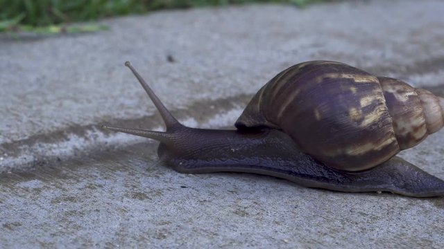 Freshwater Land Snail on Concrete